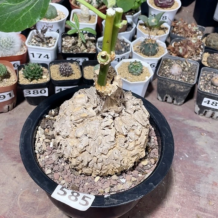 585超大龟甲箩魔块根