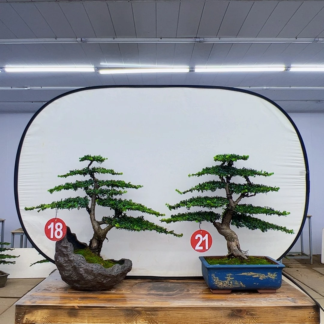 无花朵罗汉松盆景造型作品
