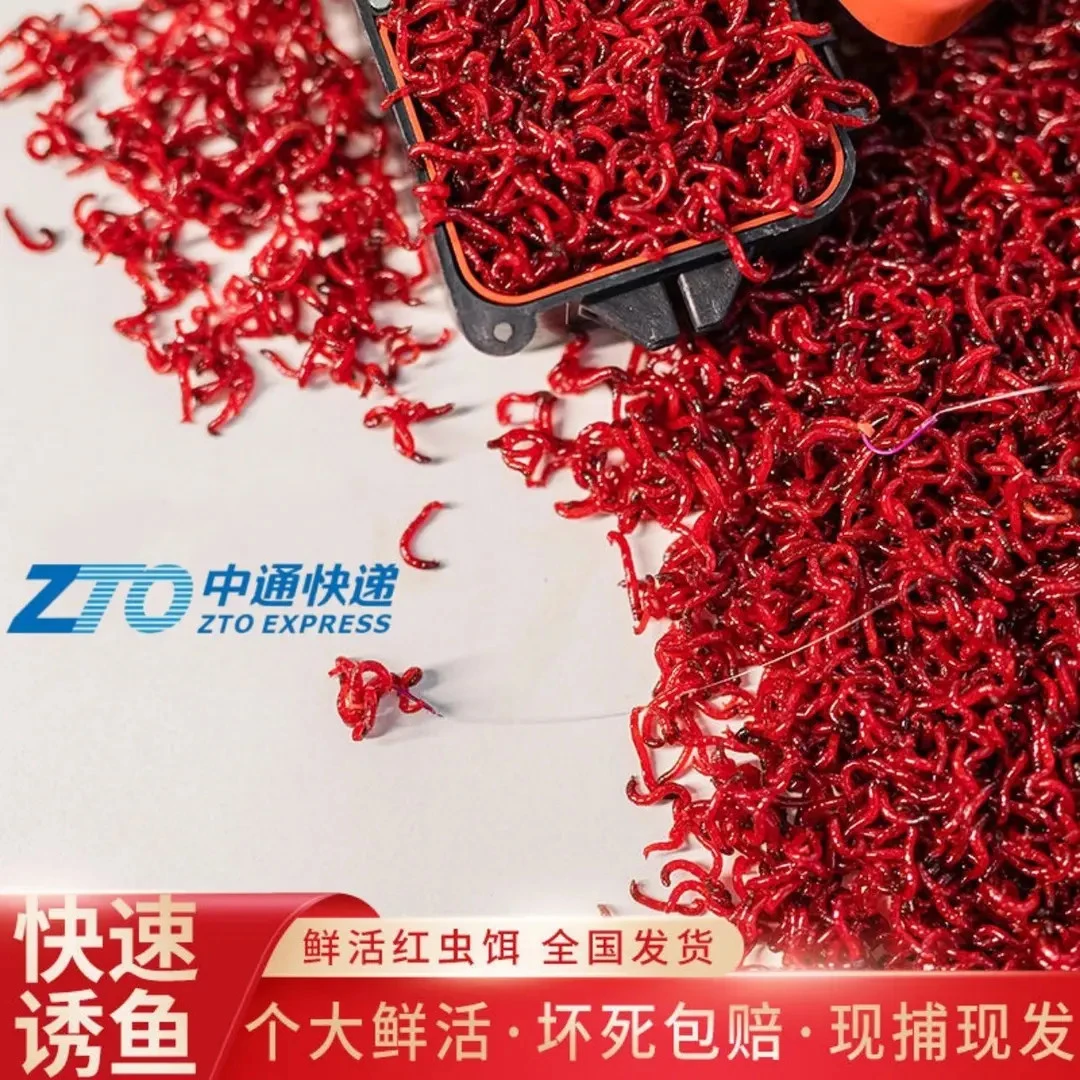 【中通快递】红虫活饵特大号活体鲜活喂鱼拉饵鲫鱼黑坑野钓鱼饵料