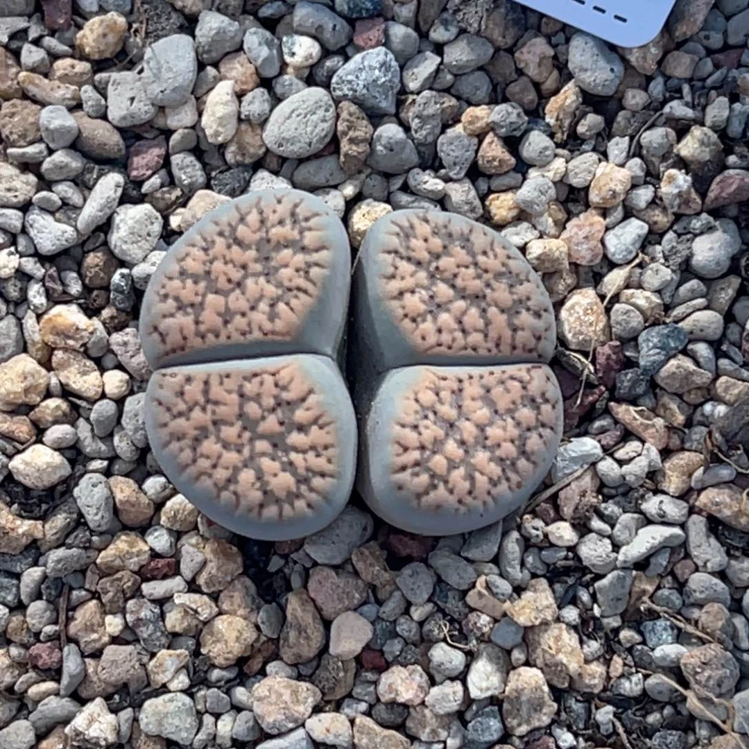 5915双头血点1母本爆珠