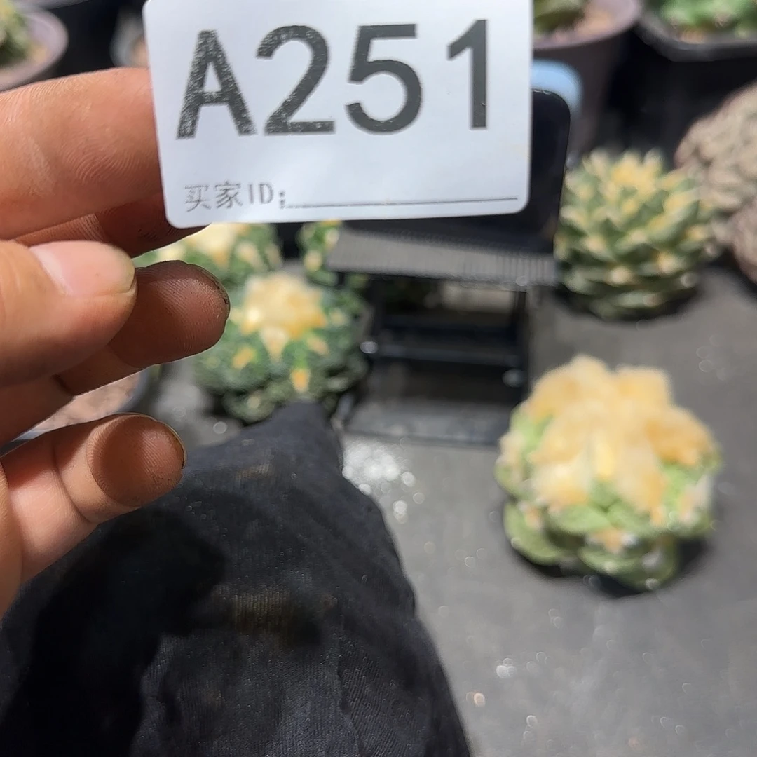 用***3实生仙人球特价一颗