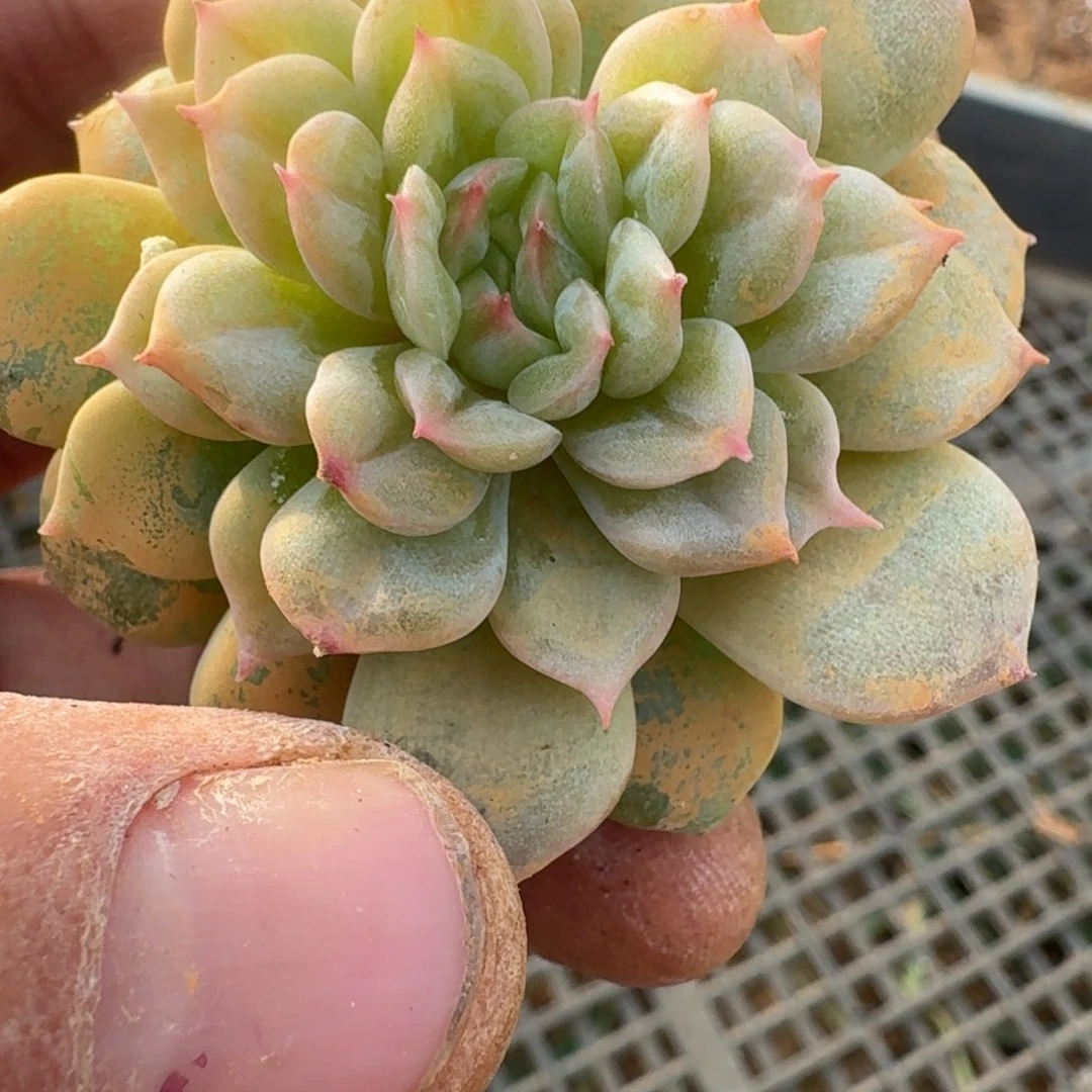 多肉杂交一物一拍侧门右五18-110