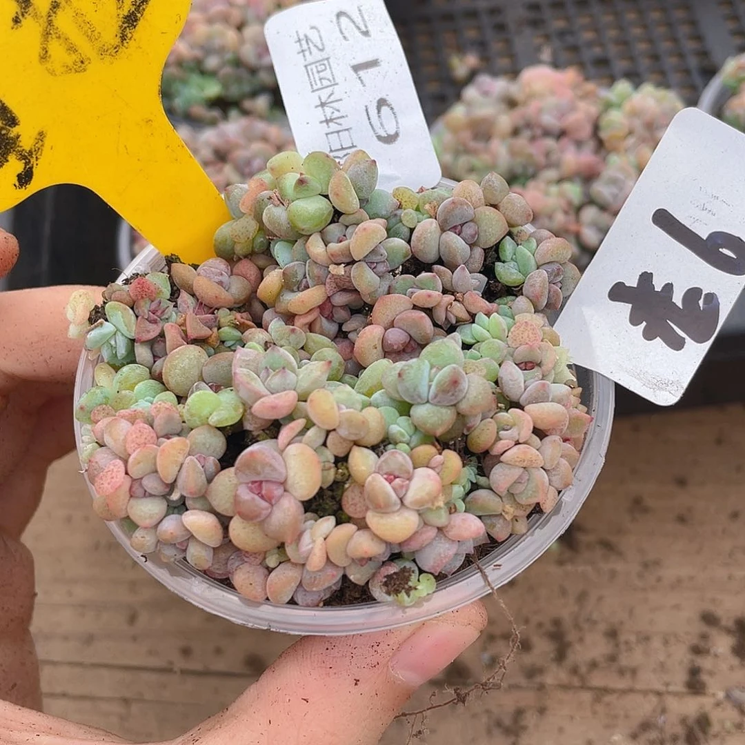 量拍多肉植物多肉植物612