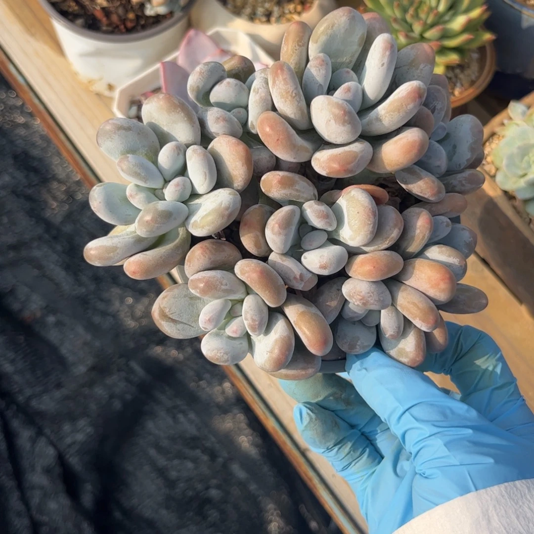 多肉植物香奶111111