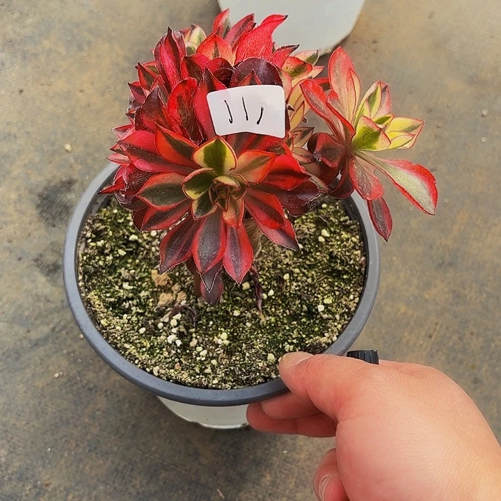 阿**毯福袋多肉植物植物植物植物