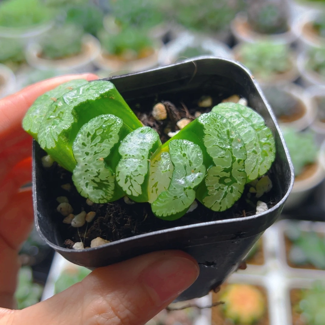 玄武玉扇多肉多肉多肉