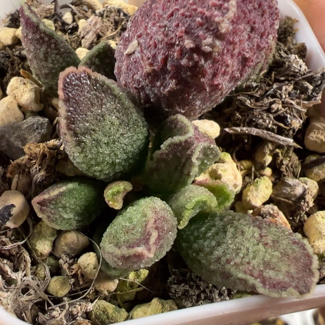 紫水晶水泡多肉植物水泡