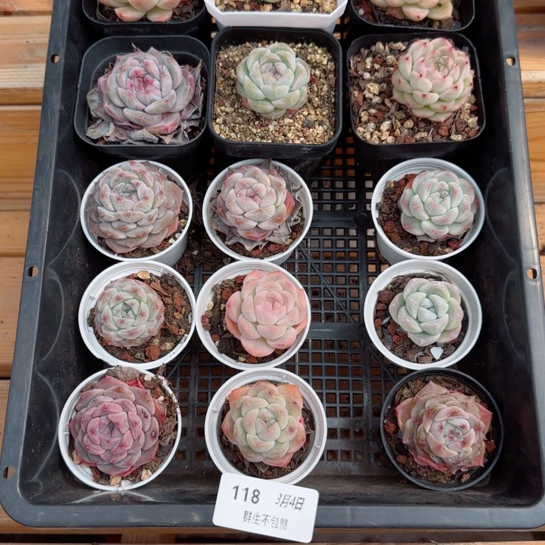 框拍框拍0304-118
