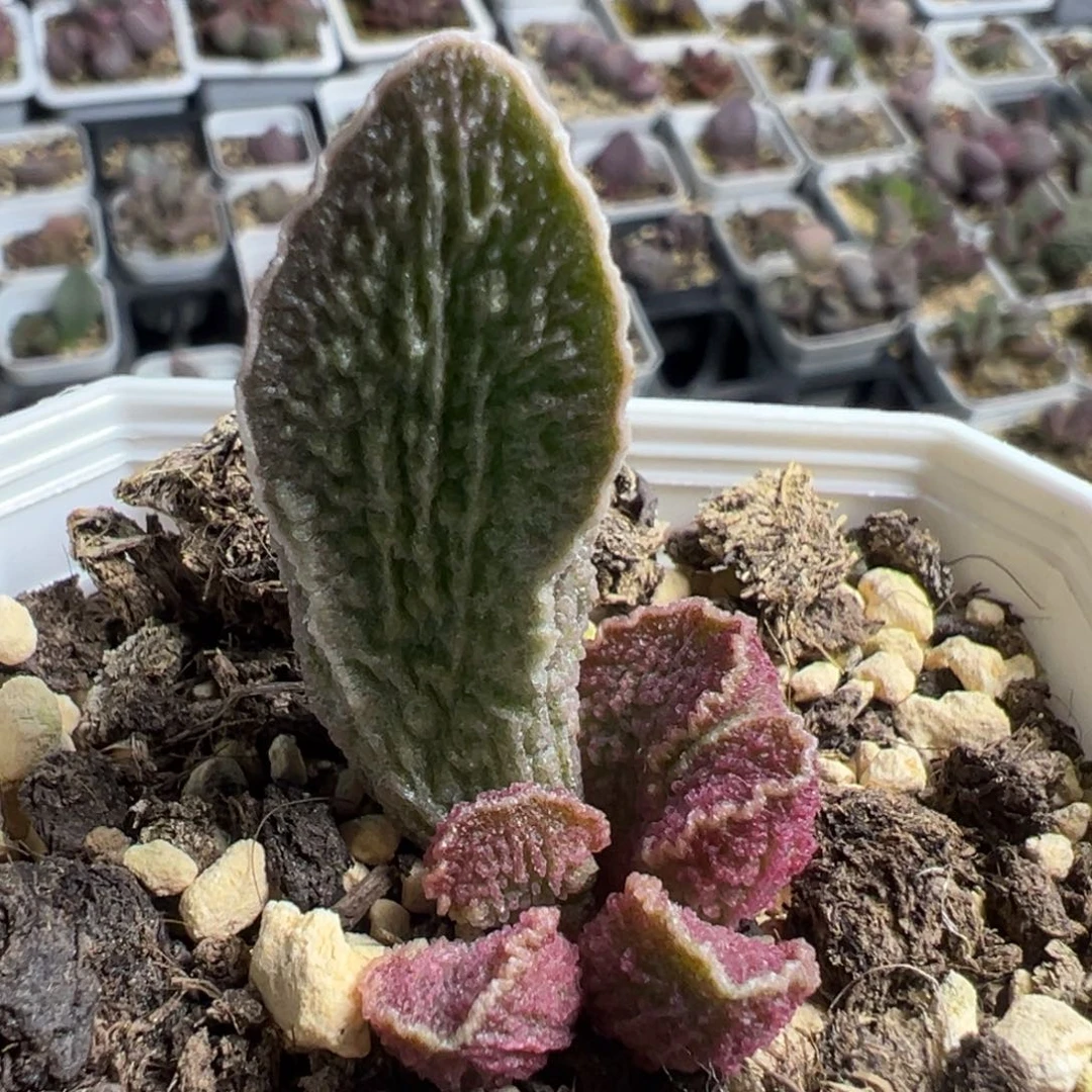 实生底叶苗纹路款多肉