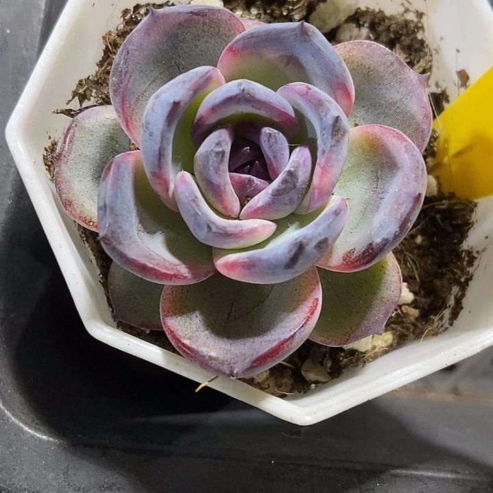 多肉植物黑橙852多肉植物