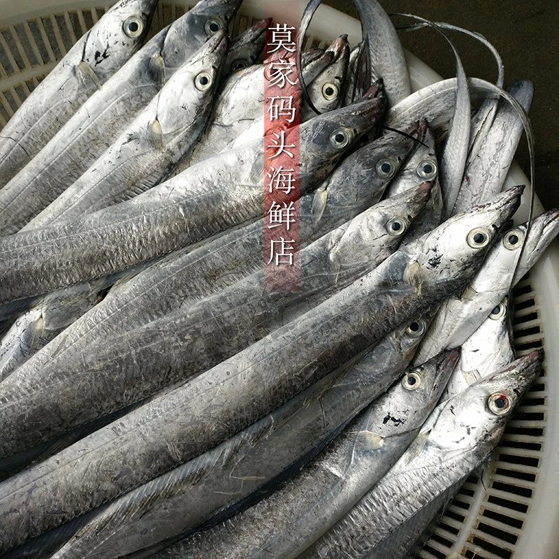 【莫小弟中小油带鱼】宁波石浦海鲜海捕东海小油带鱼新鲜