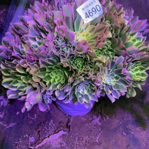 很**.白凤多肉植物4690