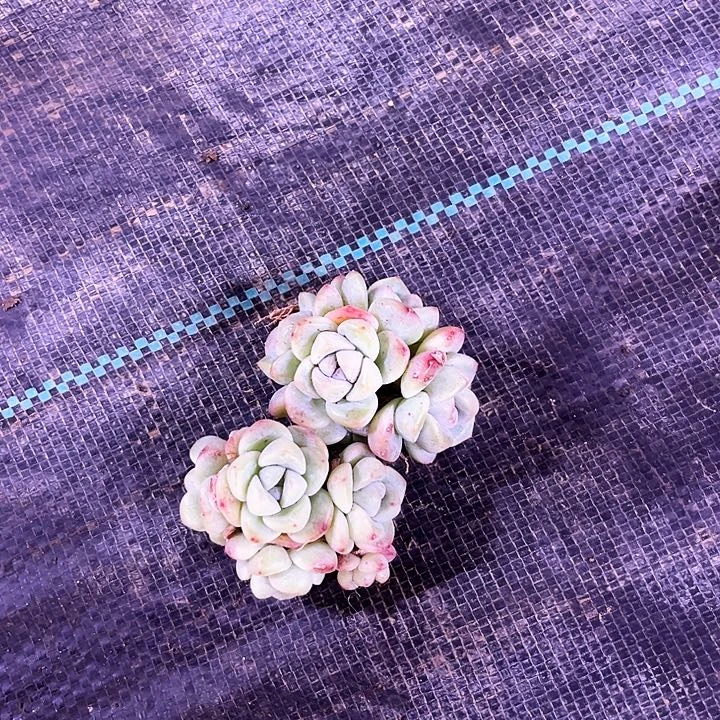 自****由我是第一百个为妖姬应援的