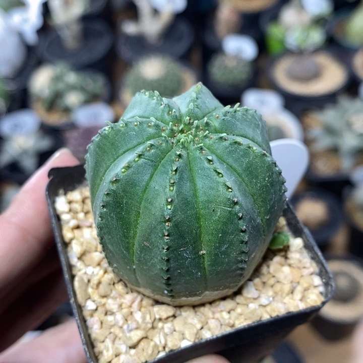 泰系布纹球207号4.2cm