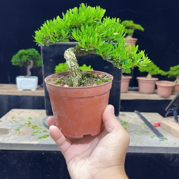 无花朵黄杨盆景四季常绿