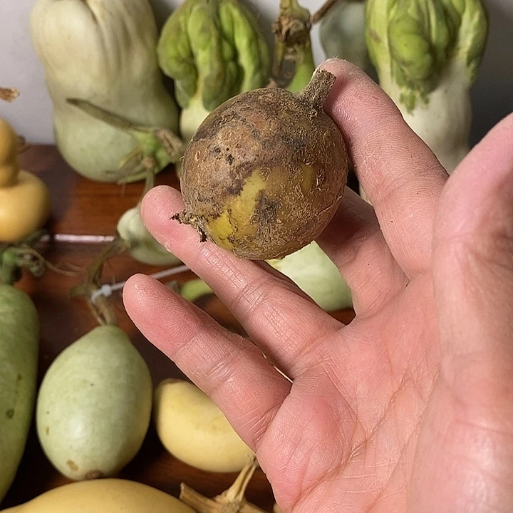顶***上青皮葫芦手把件摆件