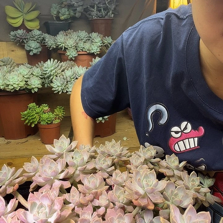 完全开放啊伦培一物一拍