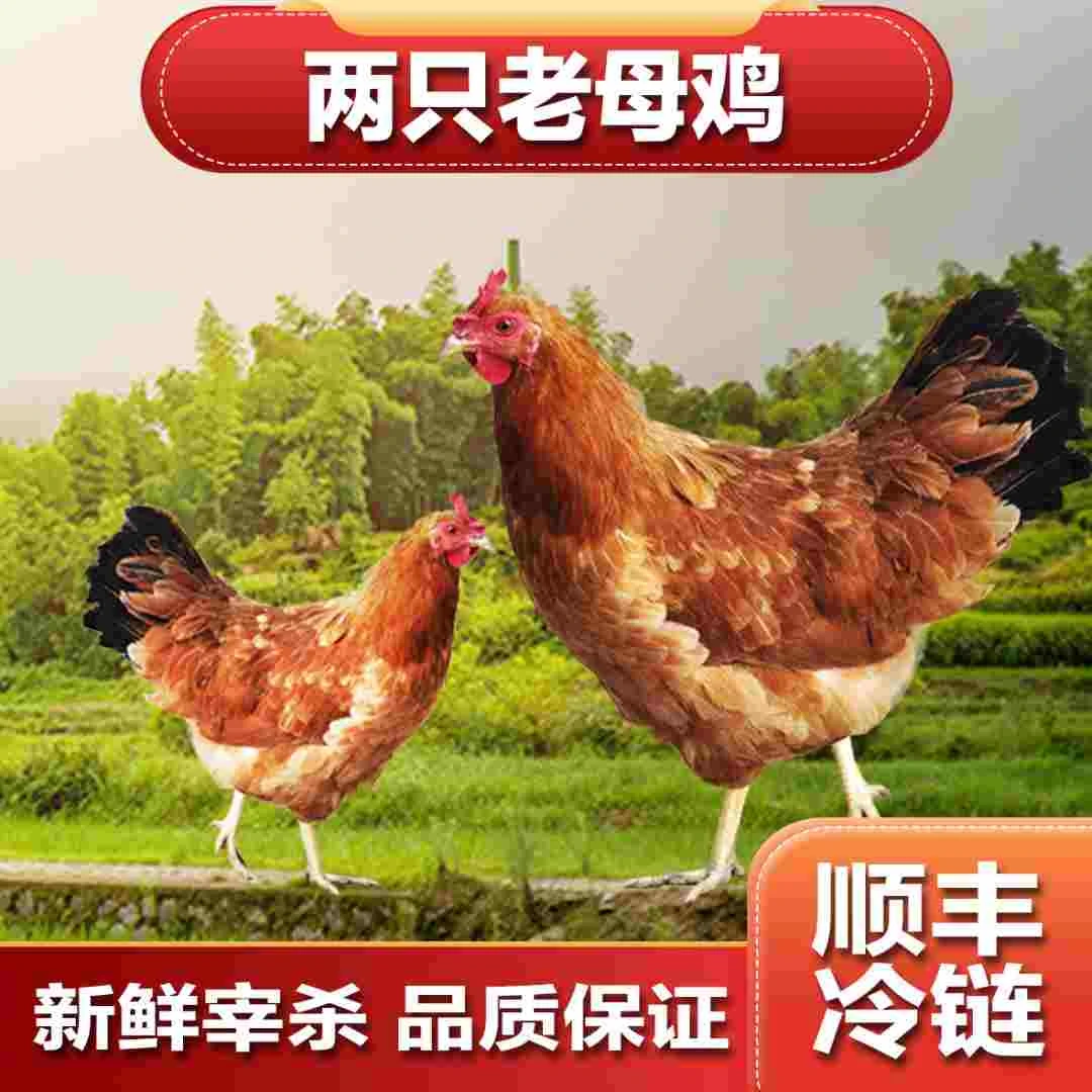 【2母】农家散养老母鸡买两只  净重6+ 顺丰冷链