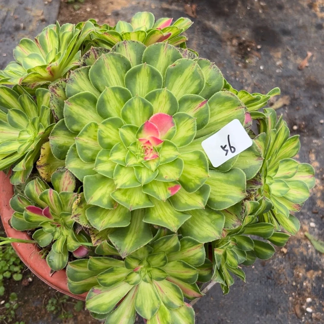 56知否多肉植物系