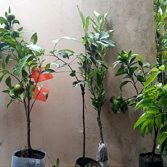 红毛丹嫁接苗，带杯带叶发货