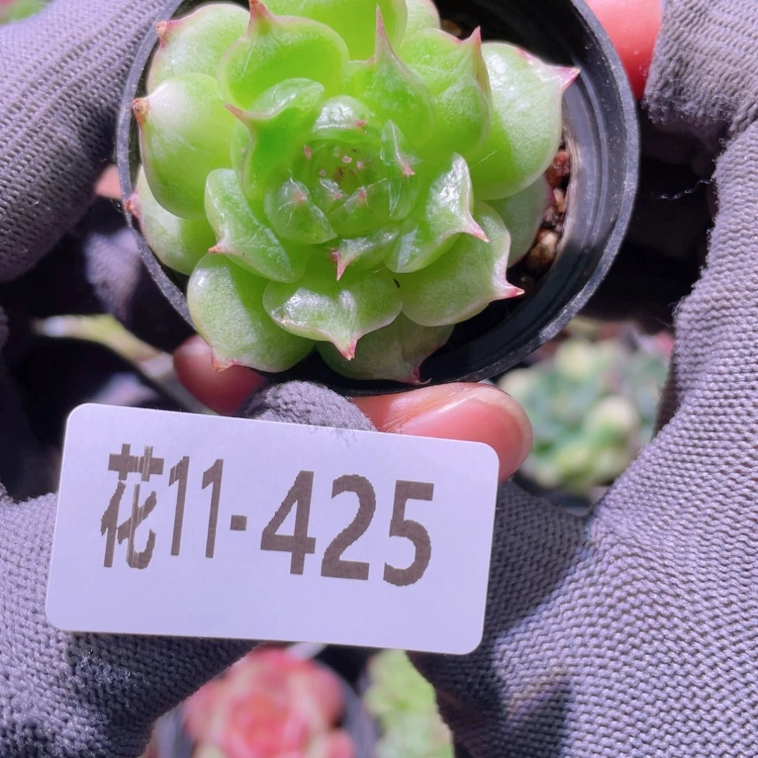 花利美11-425海王