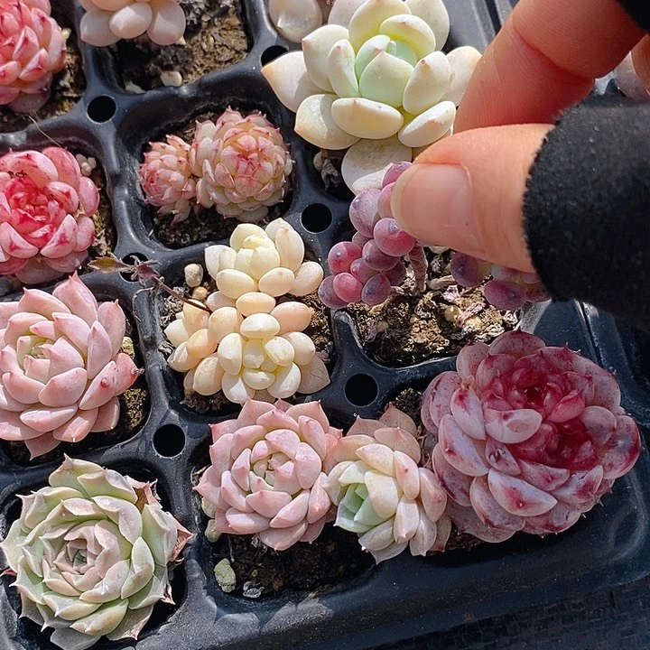 品*70 多肉盆栽花卉植物