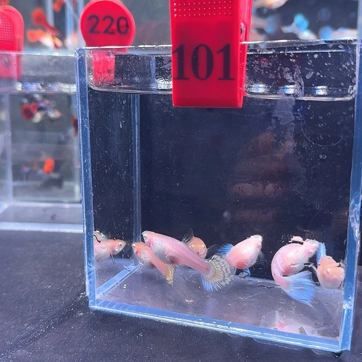 孔雀鱼101号，6条母