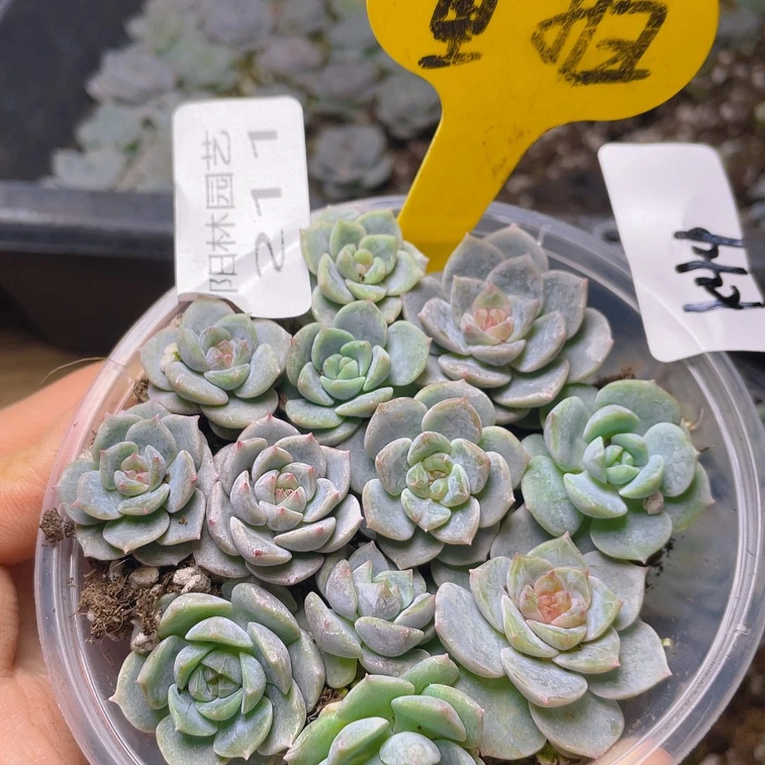 量拍多肉植物多肉植物211