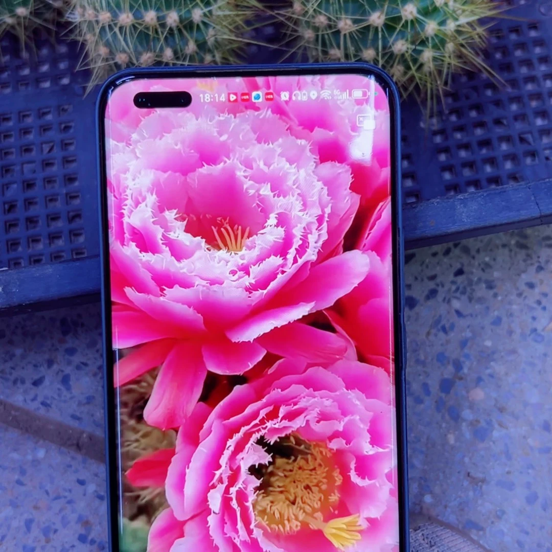 下37毛云儿歪无根侧芽5公分左右20包邮