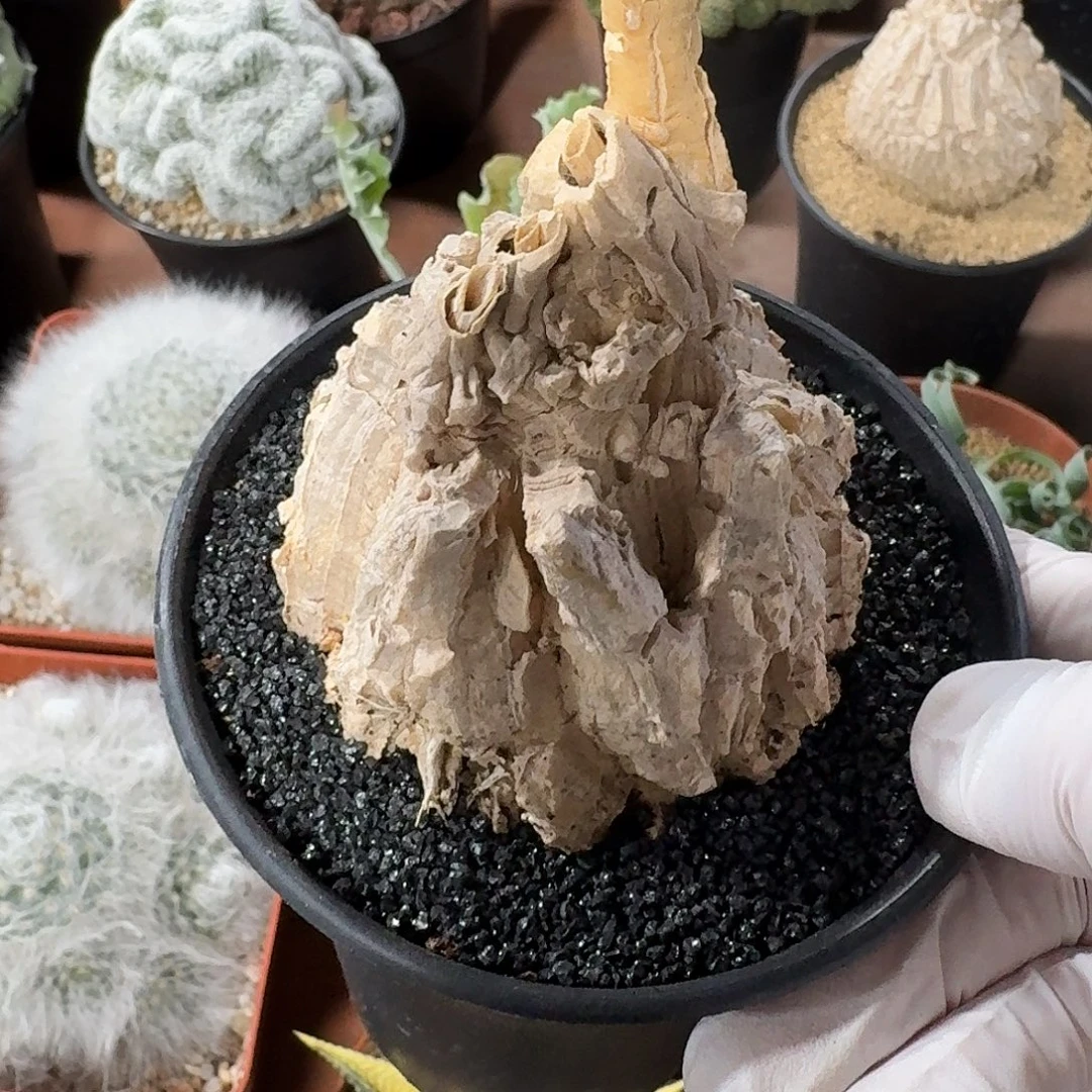 龟甲罗磨仙人球23