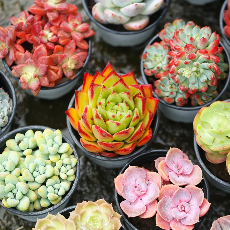 直播壹分皿大盆老桩多肉植物单品花卉桌面好养组合绿植盆栽