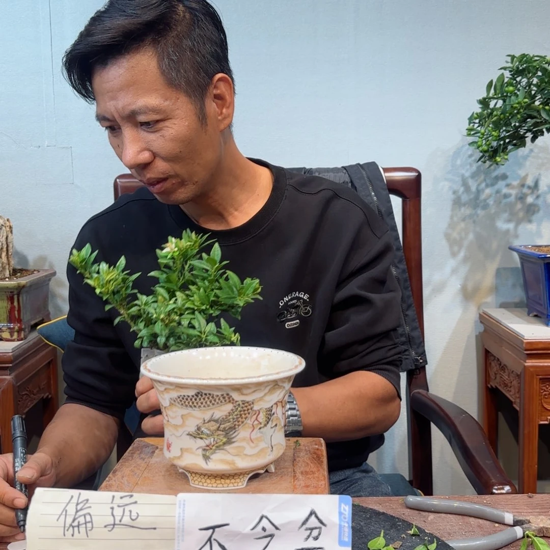 当前无花朵，栽培后可花朵嗷****呜