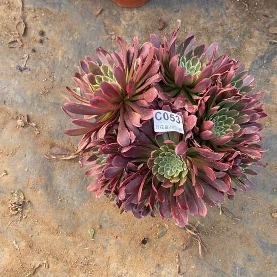 053金丝楠木多肉植物