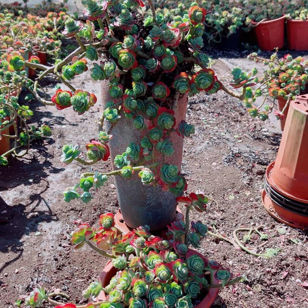 薄化妆两颗发货的