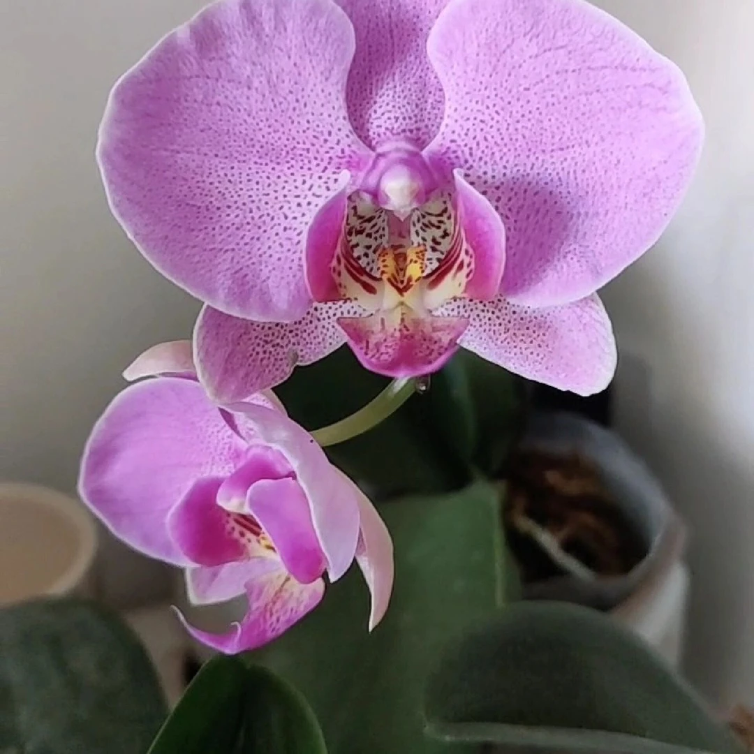 明日之星蝴蝶兰1花剑发货不带花大花型