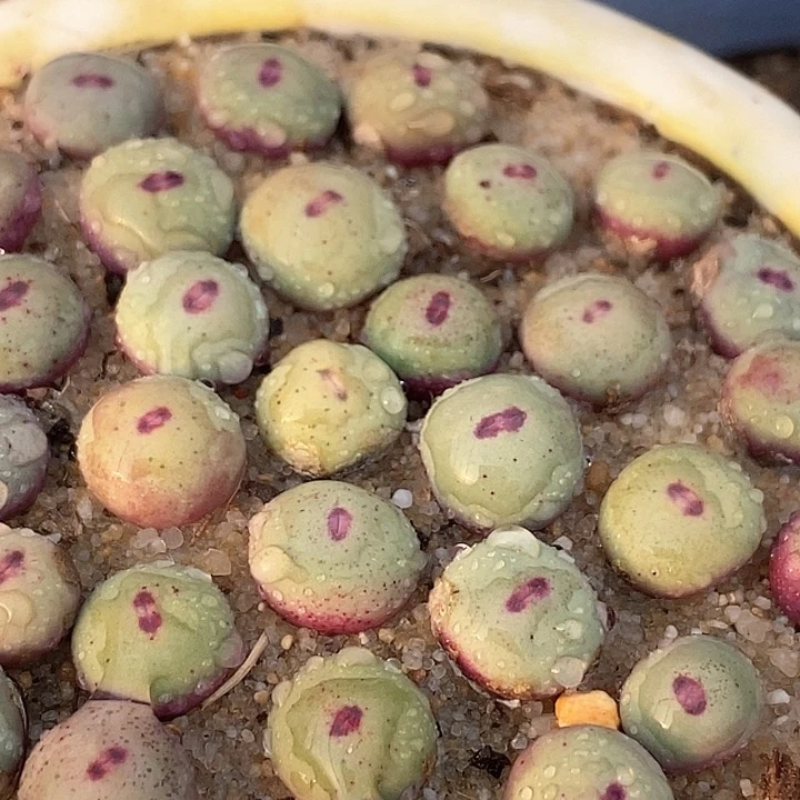 单头1380b小红嘴一组两颗