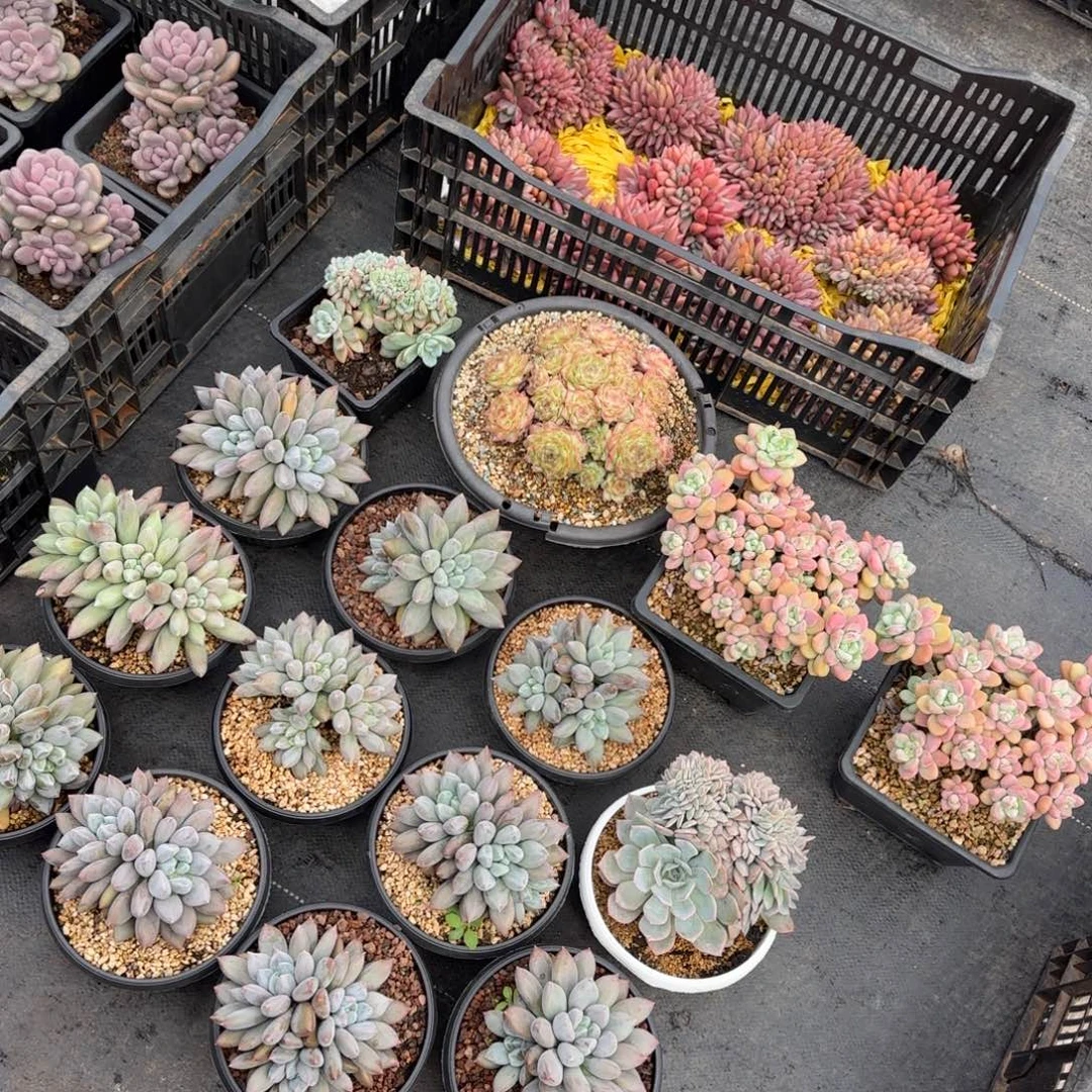 一物一拍测试链接