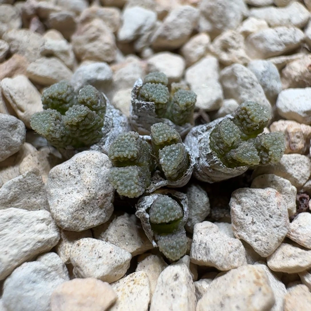 沅*团0202-18肉锥肉锥肉锥