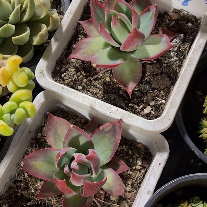 10方大惊鸿带盆土发