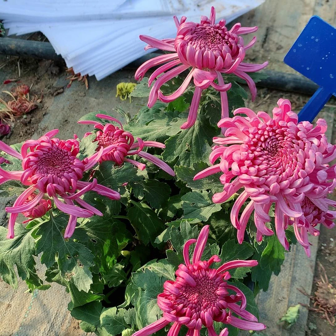 【闪购商品】完全开放2158