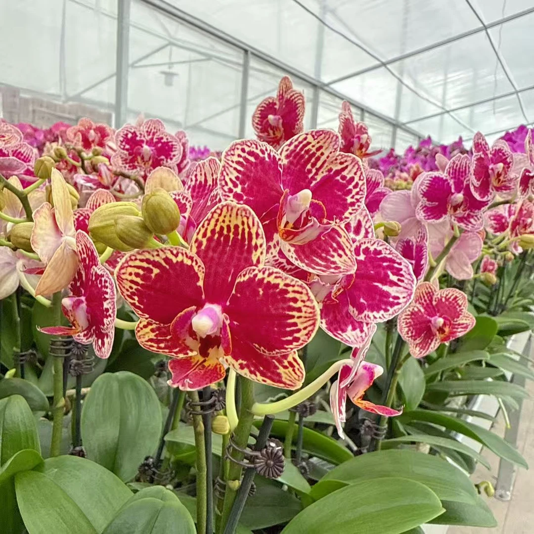 精选蝴蝶兰【可乐】闪边红色系蜡质花 室内花卉绿植 基地直发