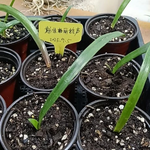 无花朵斯嘉丽1+只有一片叶子发一个