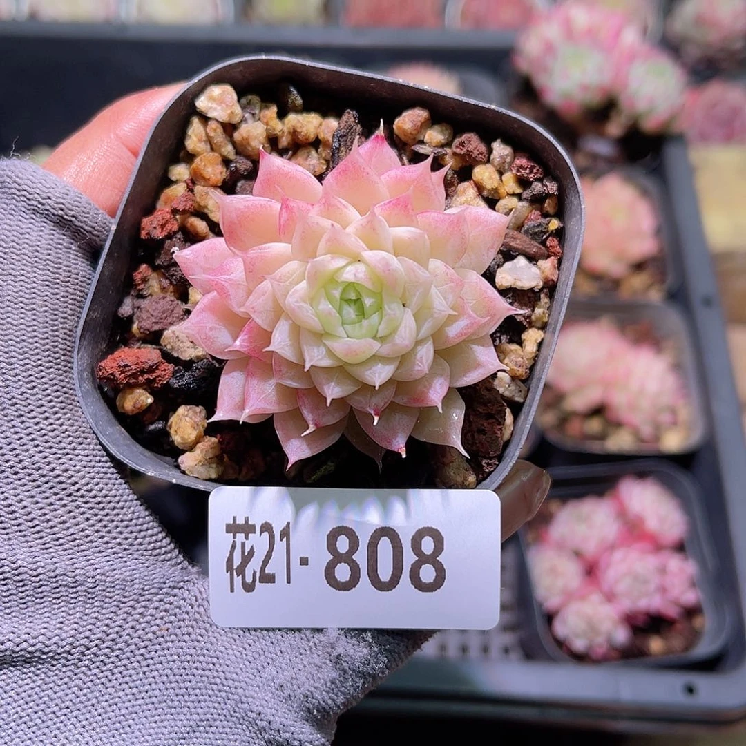 花21+808女王单头