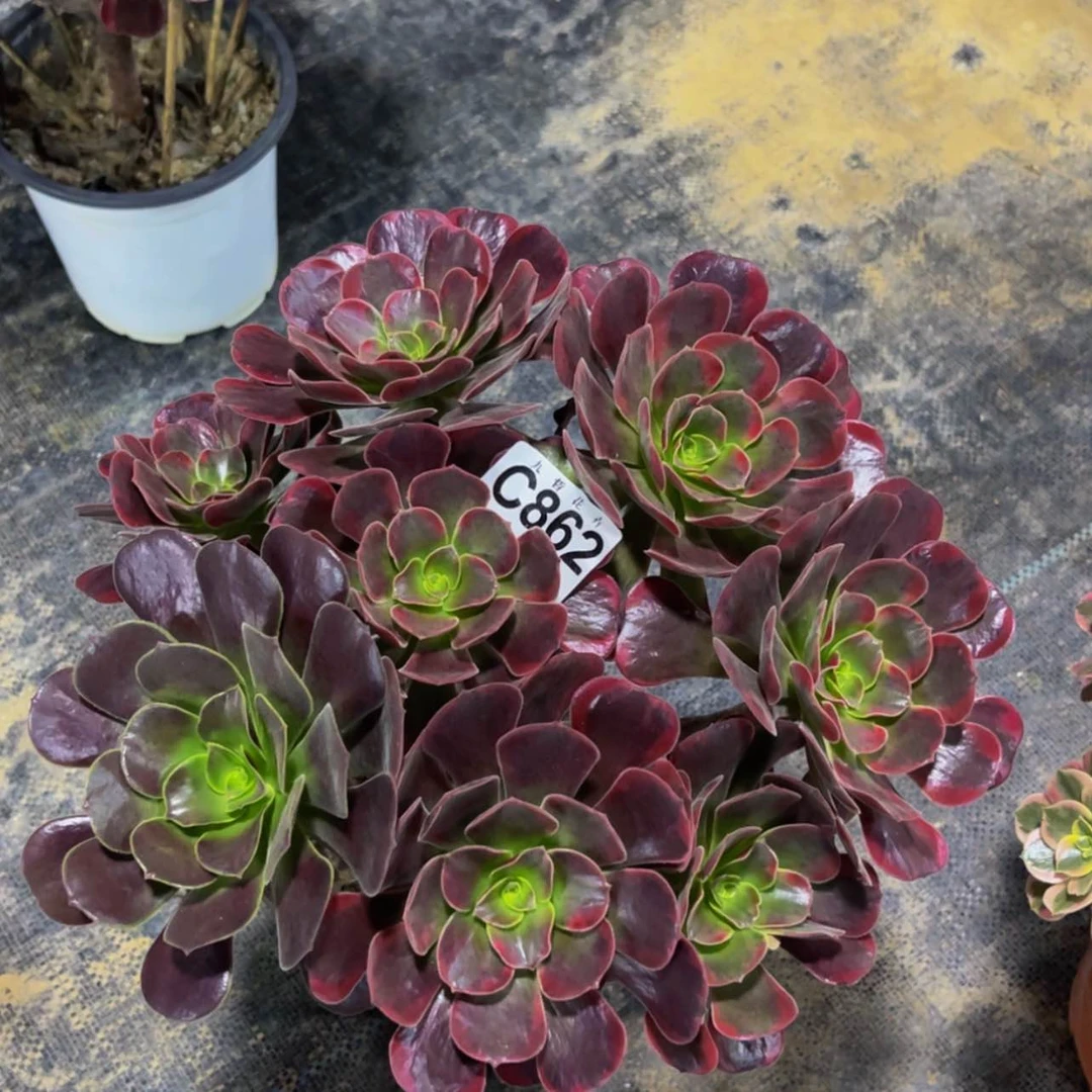 【闪购商品】86200紫皇后