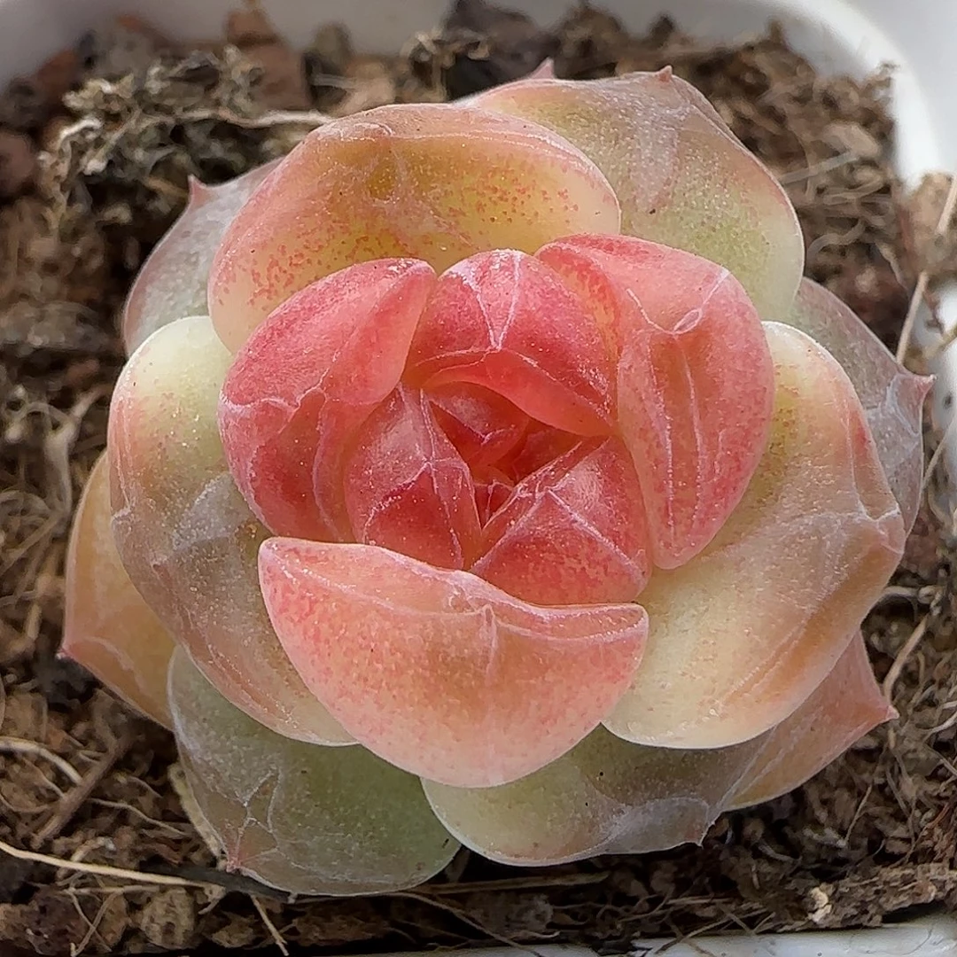 331 【满29包邮非偏远】