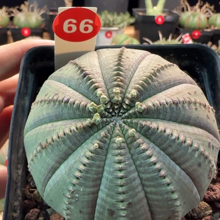 66号（欧系布纹八年老球）实生带盆（尺寸直径）-（ 7.1 ）厘米