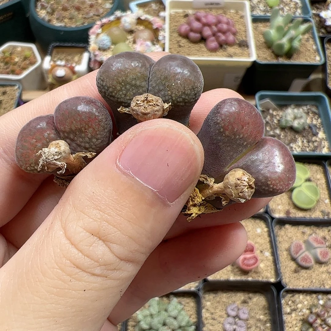 【闪购商品】314 红风铃