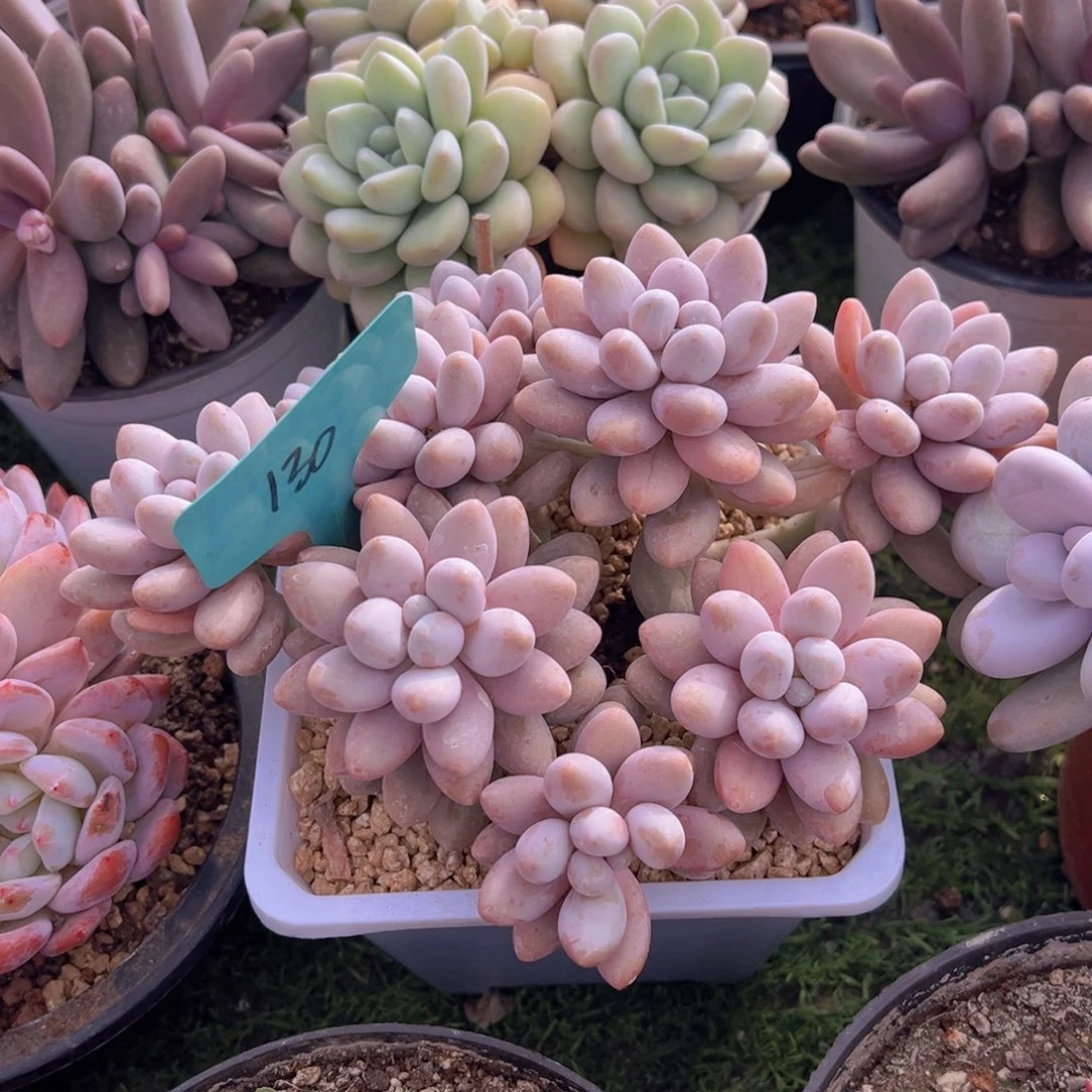 ?****?香玉的故事是一个人的