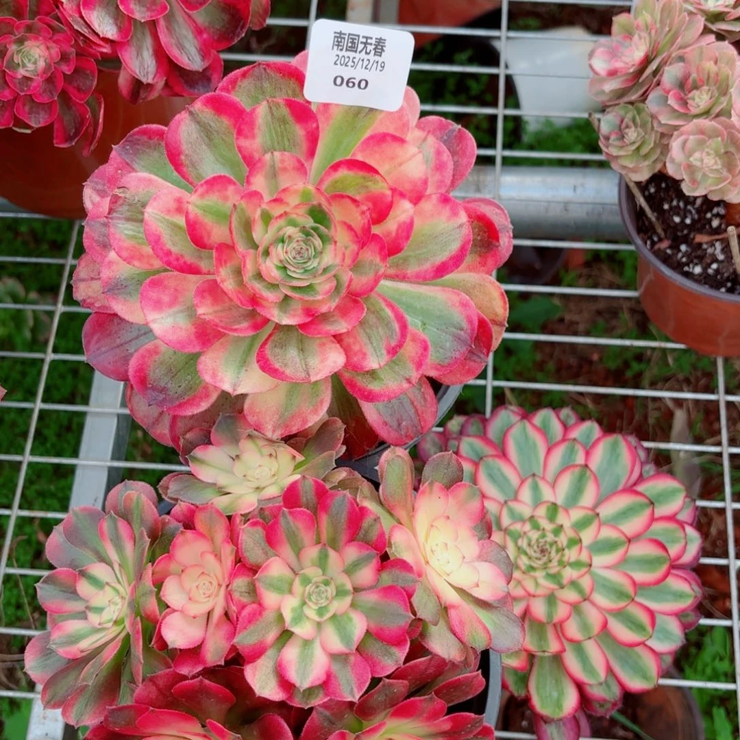 一物一拍多肉法师60