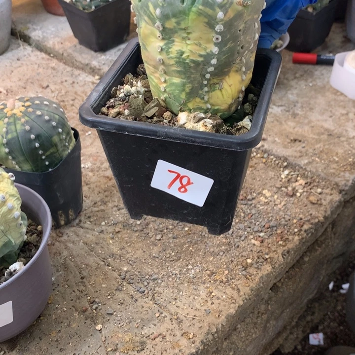 78号星兜锦。。。。。。。。。。